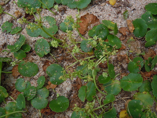 Hydrocotyle image