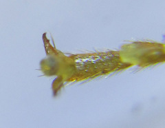 Cephalcia alpina