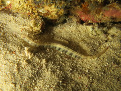 Corythoichthys polynotatus