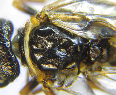 Cephalcia alpina