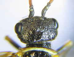 Cephalcia alpina