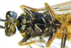 Cephalcia alpina