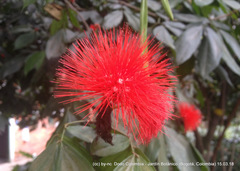 Calliandra trinervia