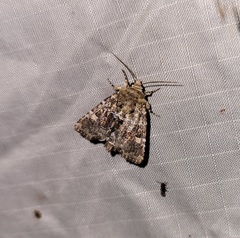 Oligia chlorostigma