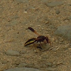 Rhynchium marginellum