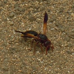 Rhynchium marginellum