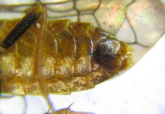 Cephalcia alpina