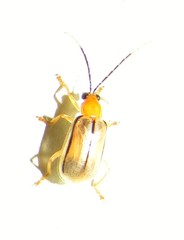 Diabrotica interruptolineata