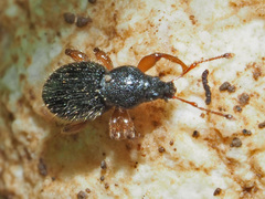 Barypeithes pellucidus