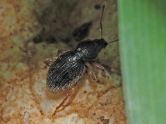 Barypeithes pellucidus