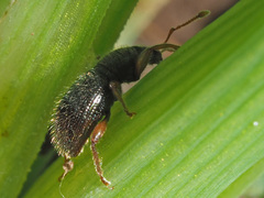 Barypeithes pellucidus