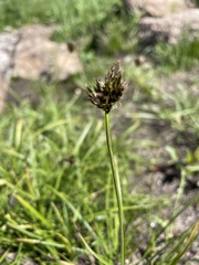 Divisae