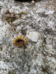 Pyrrhia