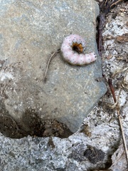 Pyrrhia