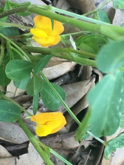 Arachis hypogaea
