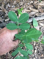 Arachis hypogaea
