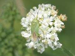 Calocoris