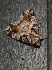 Calyptis idonea