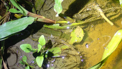 Hirudinaria manillensis