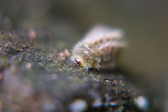 Thecla betulae