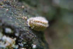 Thecla betulae