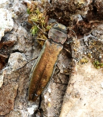 Agrilus suvorovi