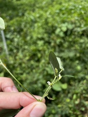Teramnus labialis