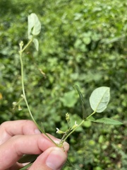 Teramnus labialis