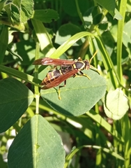 Polistes xanthogaster