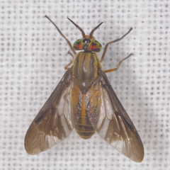 Chrysops moechus