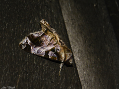 Calyptis idonea