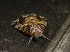 Calyptis idonea