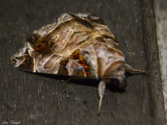 Calyptis idonea