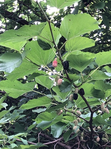 Morus alba