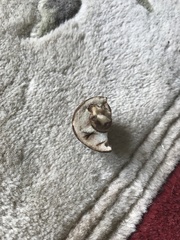 Tylopilus atronicotianus