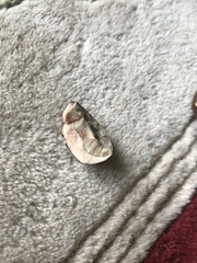 Tylopilus atronicotianus