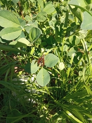 Polistes xanthogaster