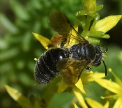 Andrena alleghaniensis