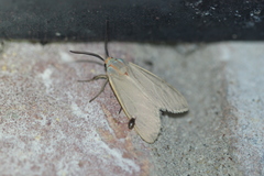 Pygarctia abdominalis