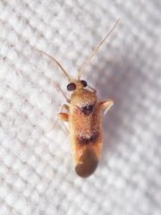 Parthenicus juniperi