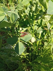 Polistes xanthogaster