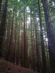 Sequoia sempervirens