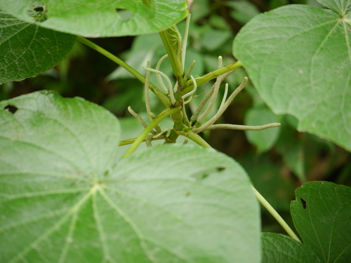 pariparoba