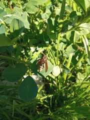 Polistes xanthogaster