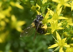 Andrena alleghaniensis