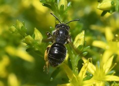 Andrena alleghaniensis