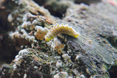 Thecla betulae