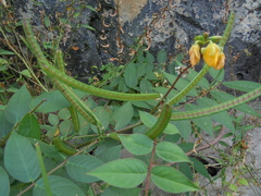 Senna occidentalis image