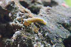 Thecla betulae