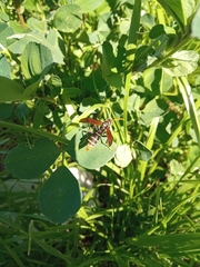 Polistes xanthogaster